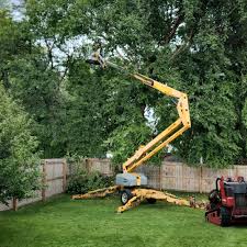 Best Palm Tree Trimming  in Pico Rivera, CA